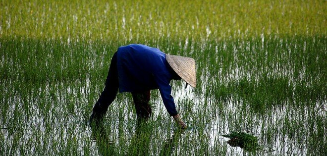 Une rizière au Vietnam
