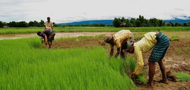 Agriculture au Bangladesh