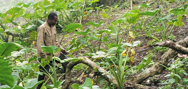 Fermier camerounais