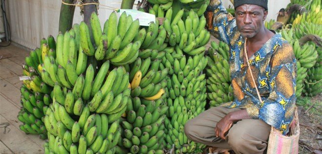 Banane au Cameroun