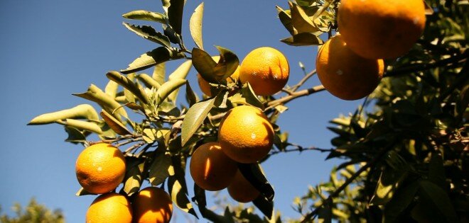 Jus d'orange