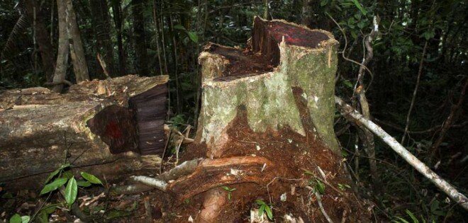 Trafic de bois precieux_madagascar